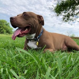 Meet your Posher, Dominic